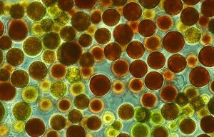 Haematococcus