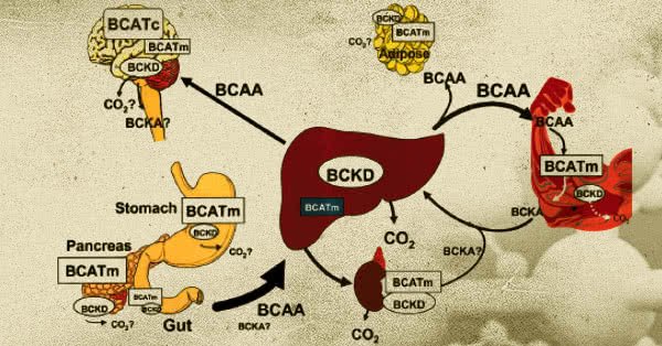 Képtalálat a következőre: „bcaa hatása”